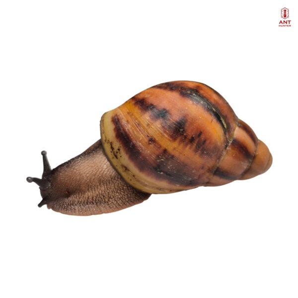 Archachatina marginata suturalis Nigeria Red Morph - Anthunter - hodowla  mrwek, sklep internetowy z mrwkami, sklep z formikariami